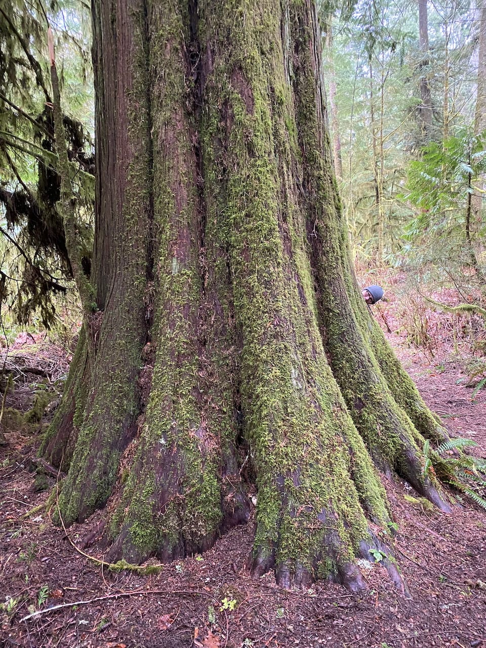 Trees