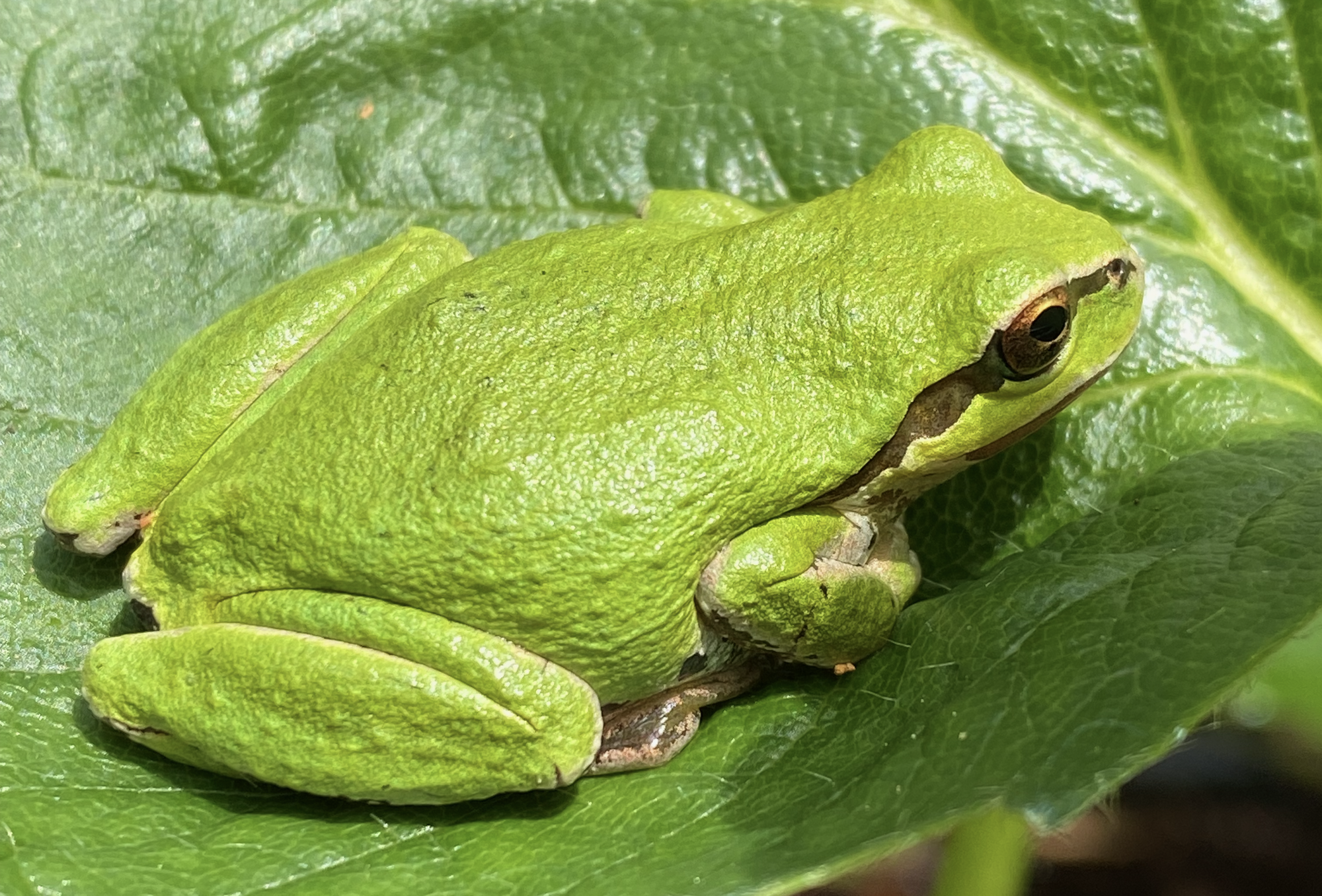 How Not To Be a Boiled Frog